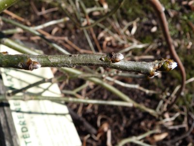 Laburnum x watereii 'Arnold Weeping' - štědřenec Waterův - pupen